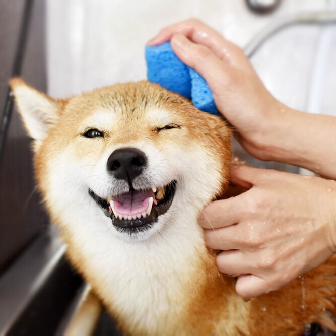 セルフウォッシュ