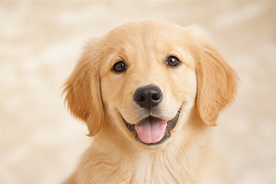 ゴールデンレトリバーの子犬