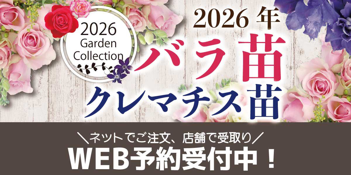バラ苗　専用予約購入前にコメント バラ苗・クレマチス苗のご予約受付を開始しました | | ホームセンター