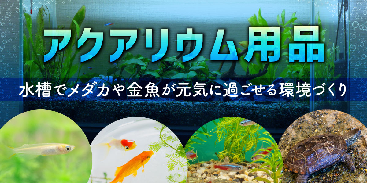 水槽で楽しむアクアリウム