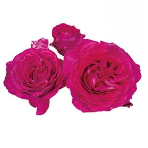 クレマチス苗・バラ苗