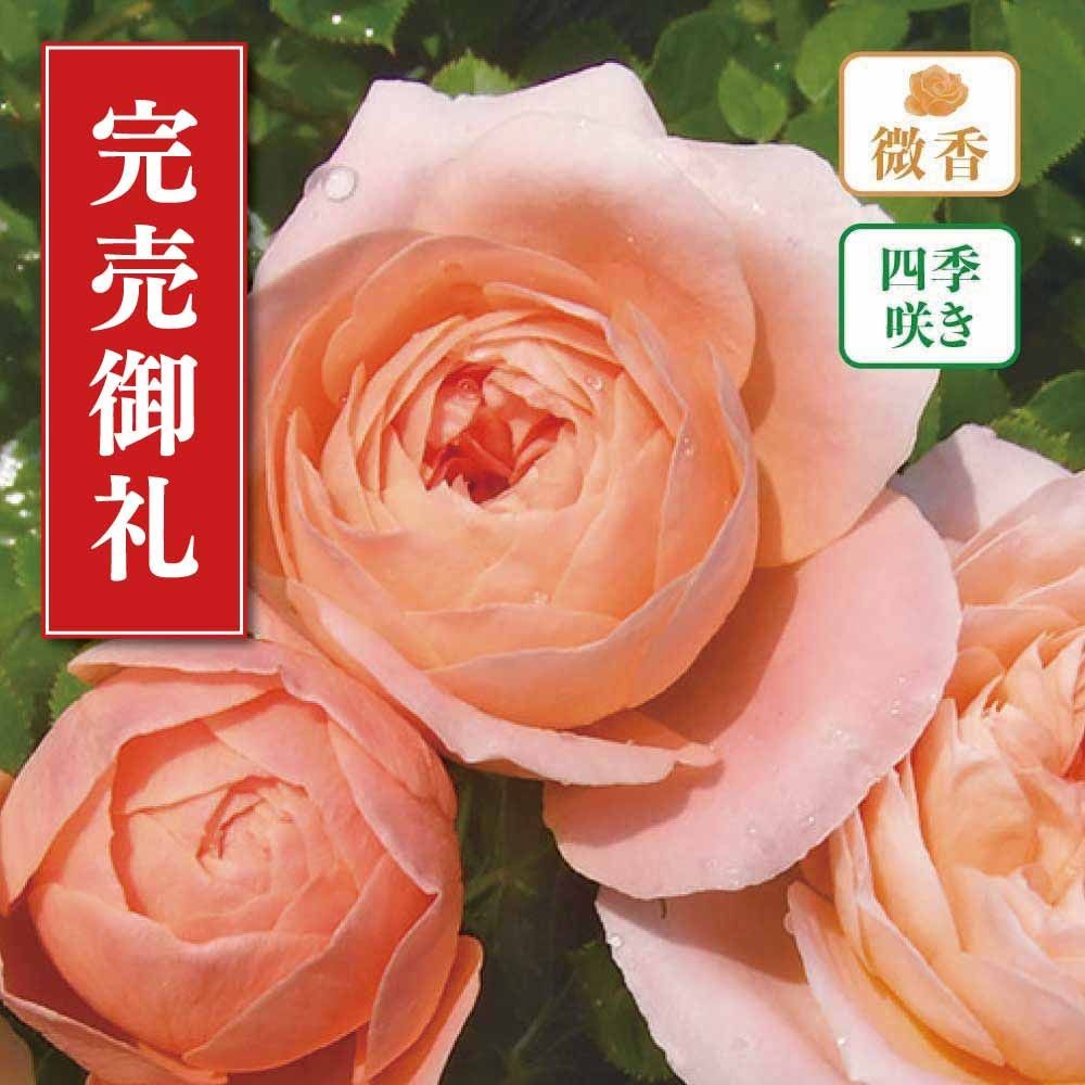 店頭受取 予約商品】バラ苗 サンセット メモリー | ホームセンター