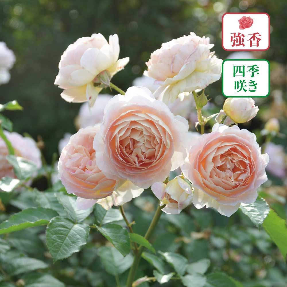 【店頭受取　予約商品】バラ苗 サシェ, アプリコットイエロー＋クリーム色, 6号鉢