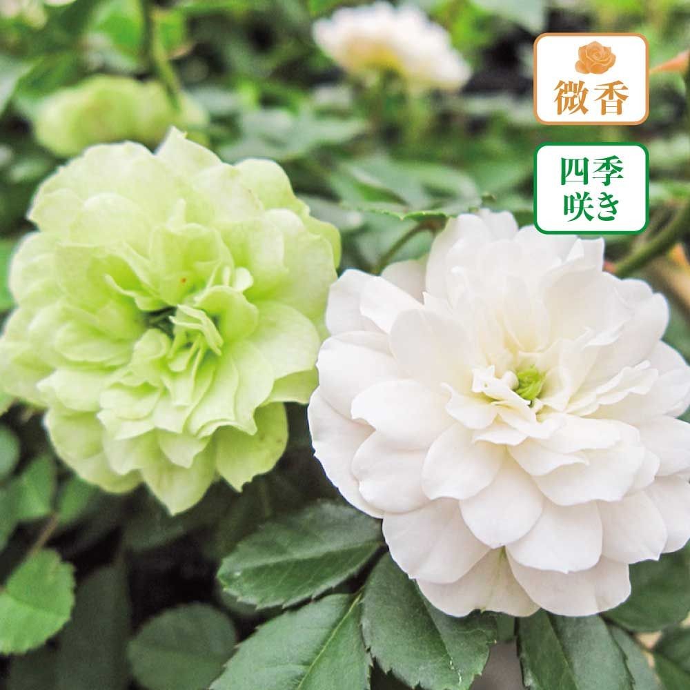 【店頭受取　予約商品】バラ苗 グリーンアイス, 淡緑色を帯びた白色, 6号鉢