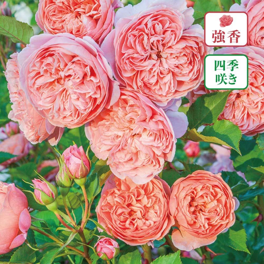 【店頭受取　予約商品】バラ苗 シルクロード, オレンジ, 6号鉢