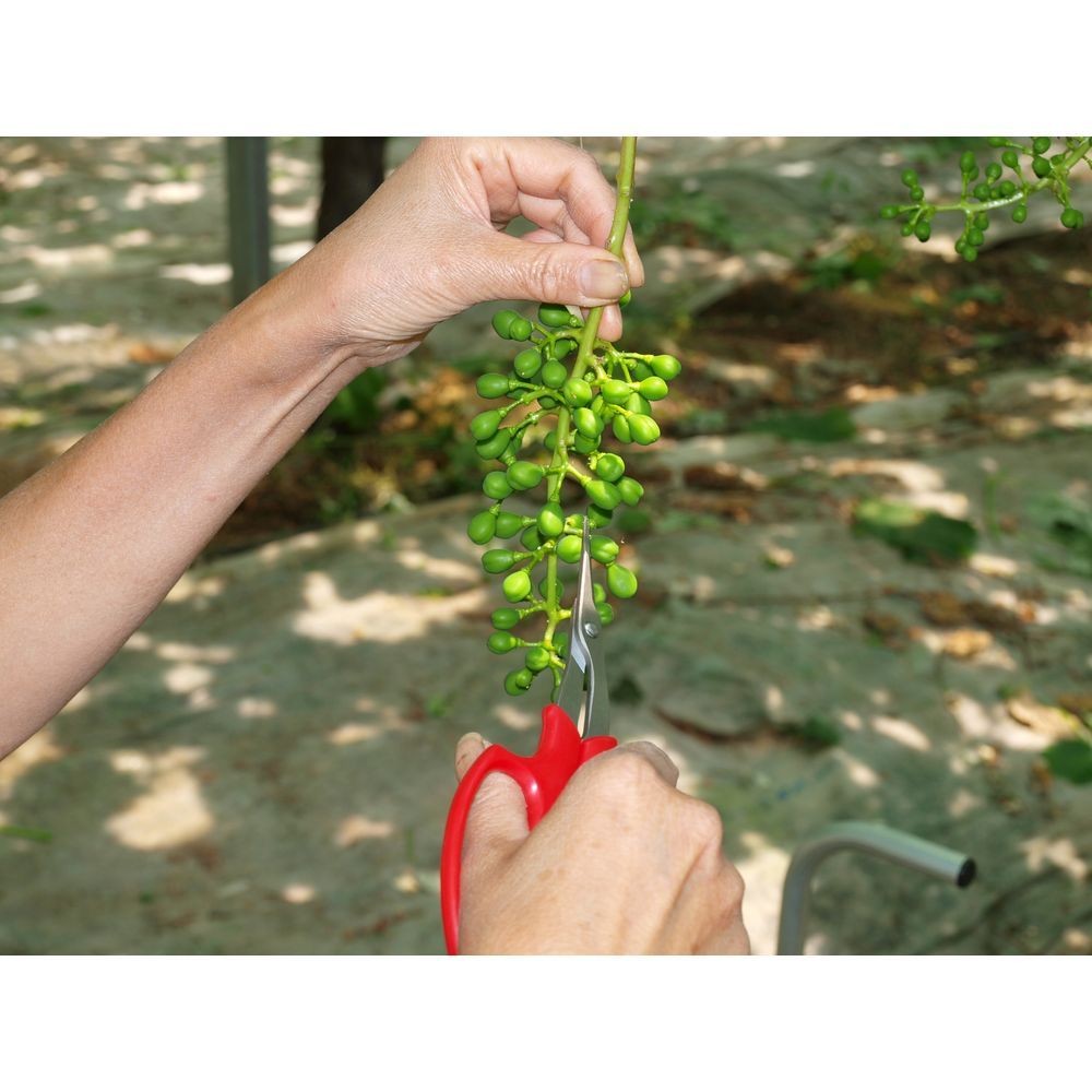 アルスコーポレーション（ARS Corporation） ぶどう摘粒鋏　直刃　ブリスターパック　１６７ｍｍ 321DX-T-BP, 直刃, 167mm