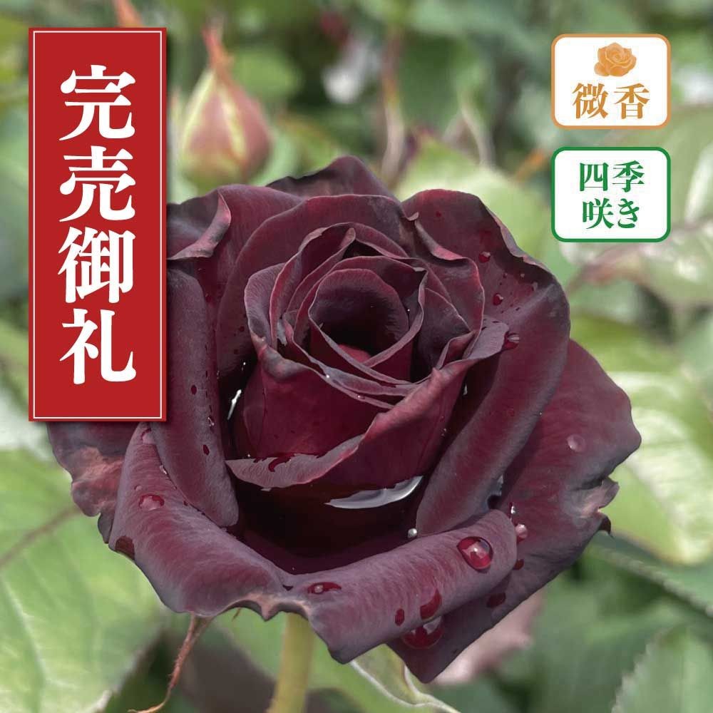 店頭受取 予約商品】バラ苗 ビターカヌレ | ホームセンタービバホーム