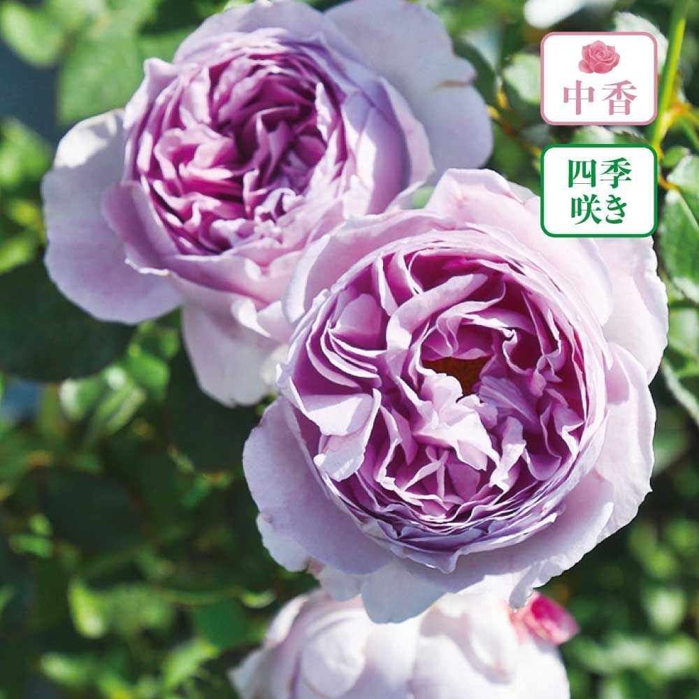 【店頭受取　予約商品】バラ苗 リラ, 藤色, 6号鉢