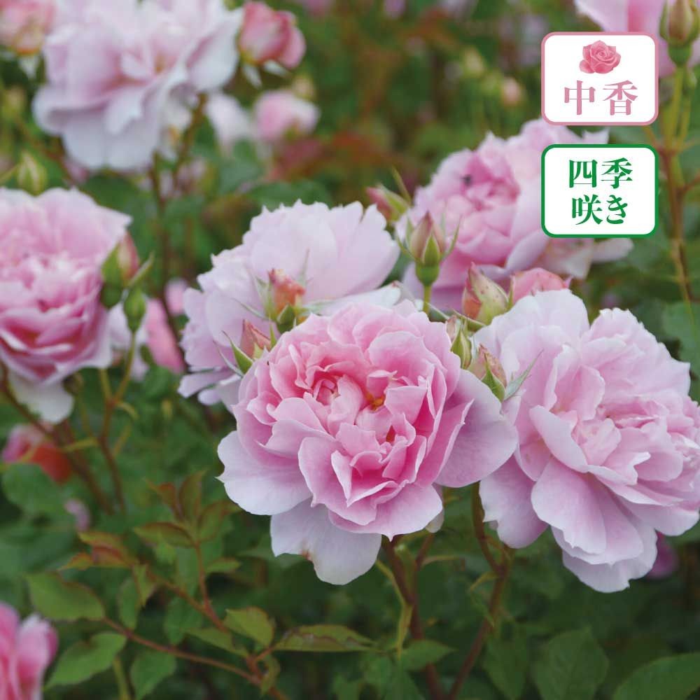 【店頭受取　予約商品】バラ苗 ムーンライトソナタ, ピンク＋コーラルピンク, 6号鉢