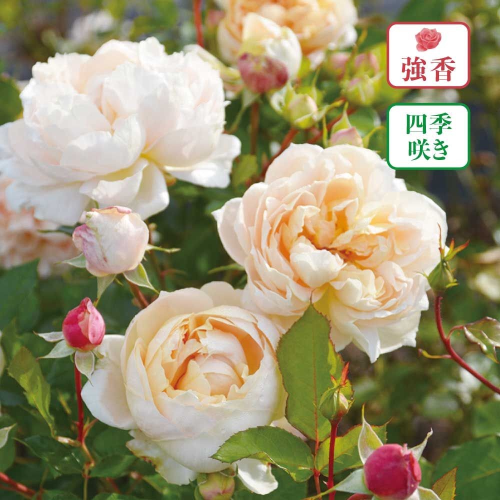 【店頭受取　予約商品】バラ苗 シャンパーニュ