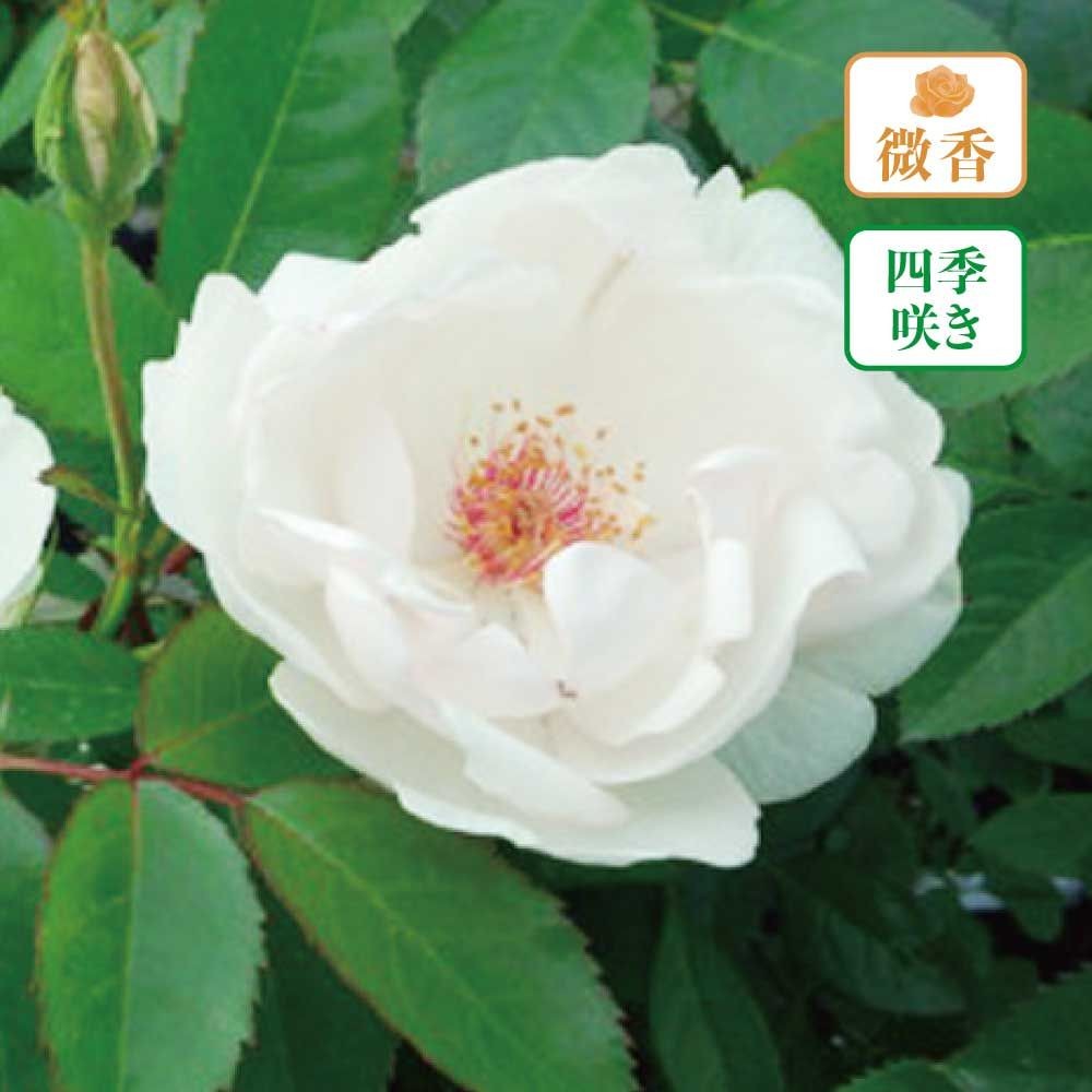 【店頭受取　予約商品】ジャクリーヌデュプレ, 白色, 6〜8cm