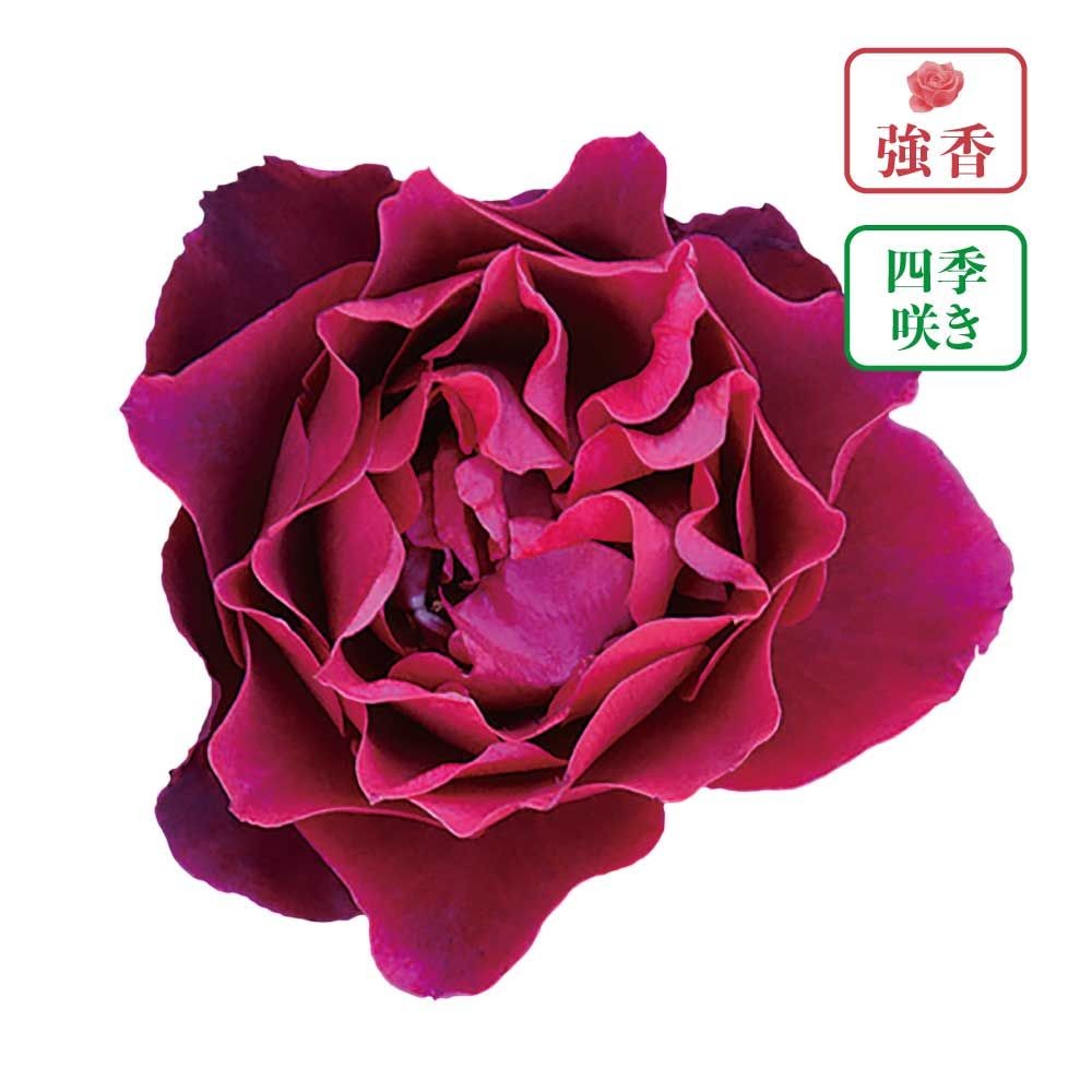 【店頭受取　予約商品】オデュッセイア, 黒赤, 6〜8cm