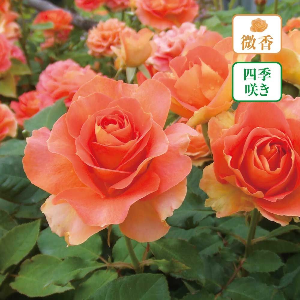 【店頭受取　予約商品】バラ苗 ブラスバンド, 杏オレンジに裏弁黄みを帯びる, 6号鉢