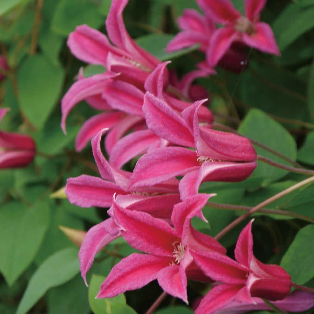 【店頭受取　予約商品】T・プリンセス・ダイアナ, 濃桃に桃中筋, 4〜6cm