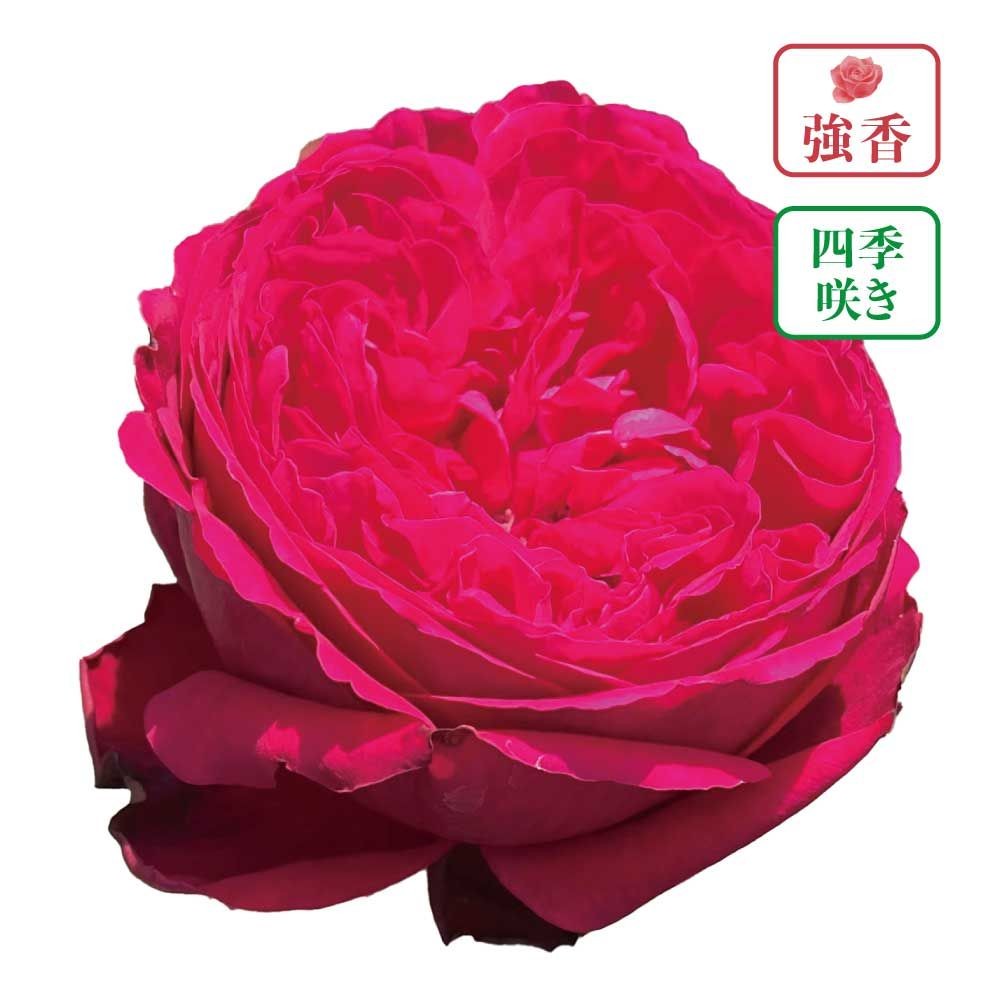 【店頭受取　予約商品】バラ苗 アークルージュ アークランズオリジナル品種, クリムゾン〜レッド, 6号鉢