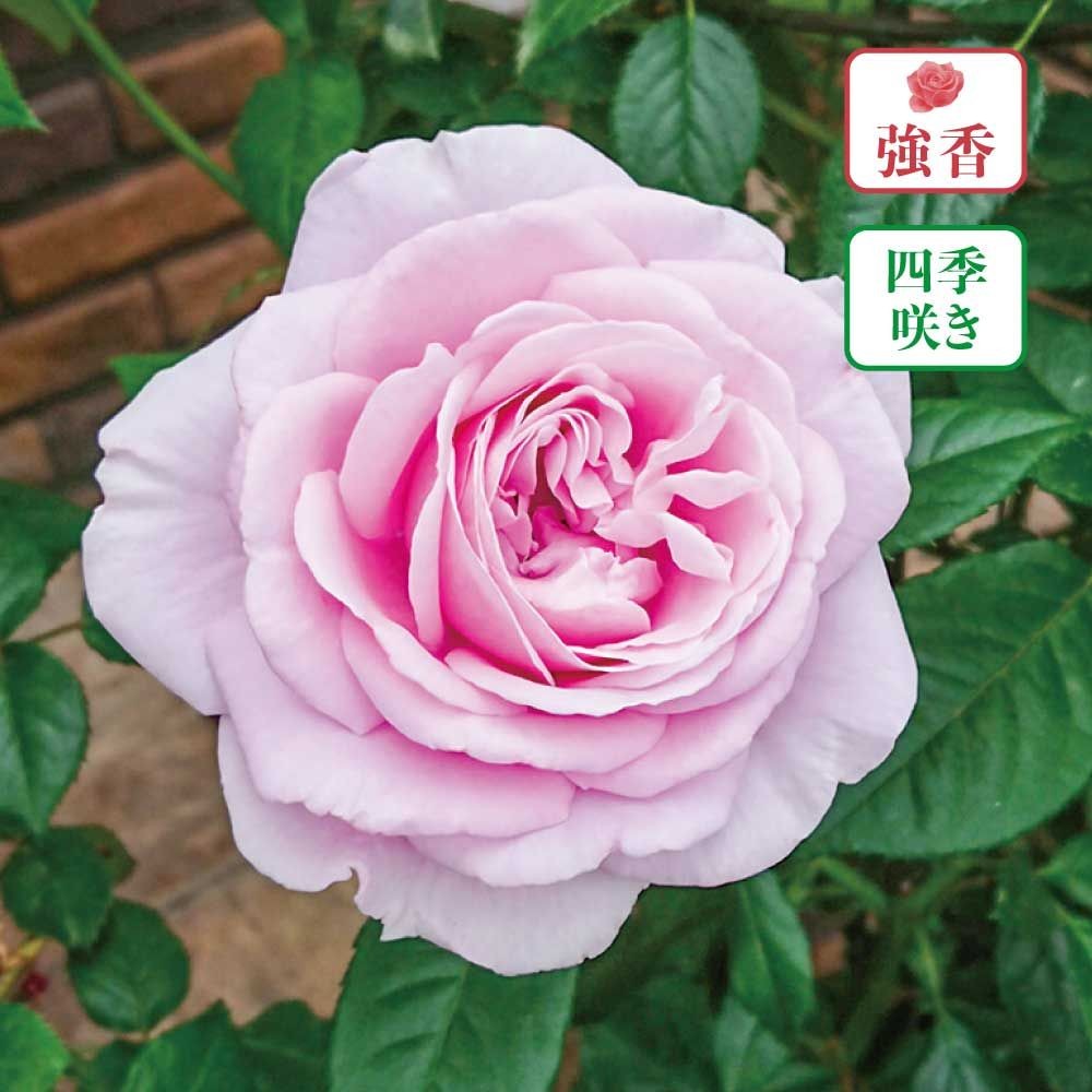 【店頭受取　予約商品】バラ苗 パフュームドレス, シルバーラベンダー, 6号鉢