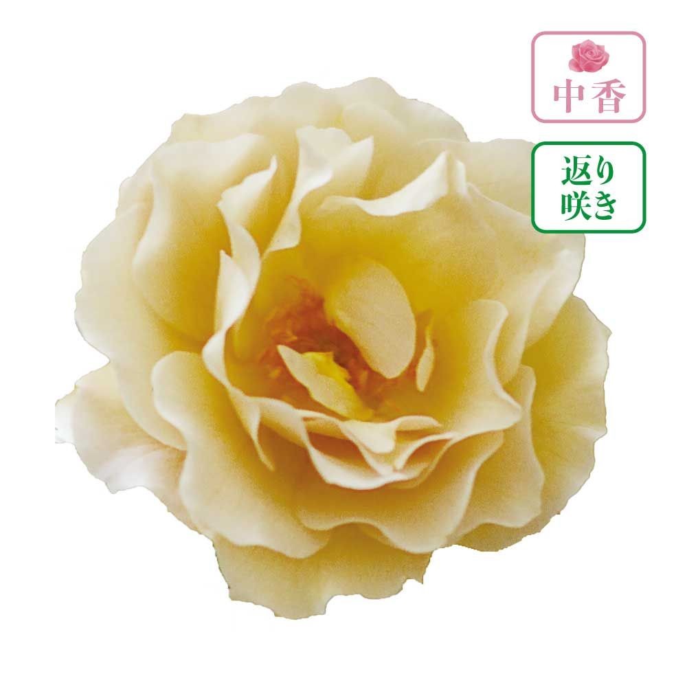 【店頭受取　予約商品】バラ苗 ラ・ブロッシュ, ブラウンベージュ, 6号鉢