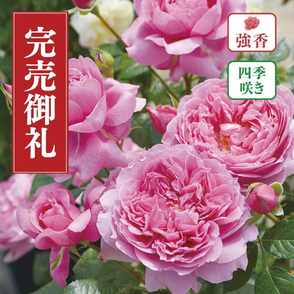 【店頭受取　予約商品】バラ苗 プリマビスタ