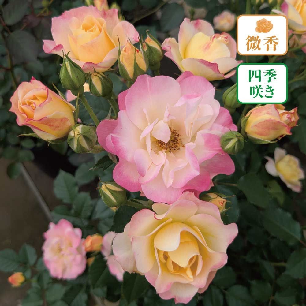 【店頭受取　予約商品】シトリン　ルージュ, 淡黄→鮮やかなローズピンクがのる, 5cm