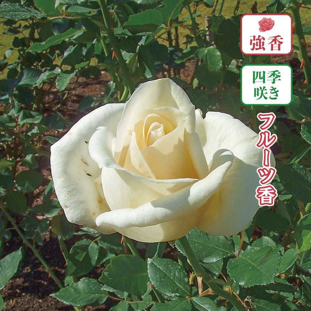 【店頭受取　予約商品】バラ苗 ホワイト クリスマス, 象牙色, 6号鉢