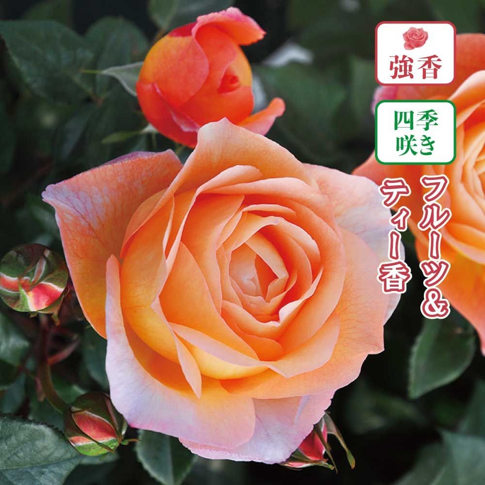 【店頭受取　予約商品】ロビン, オレンジ, 6〜8cm