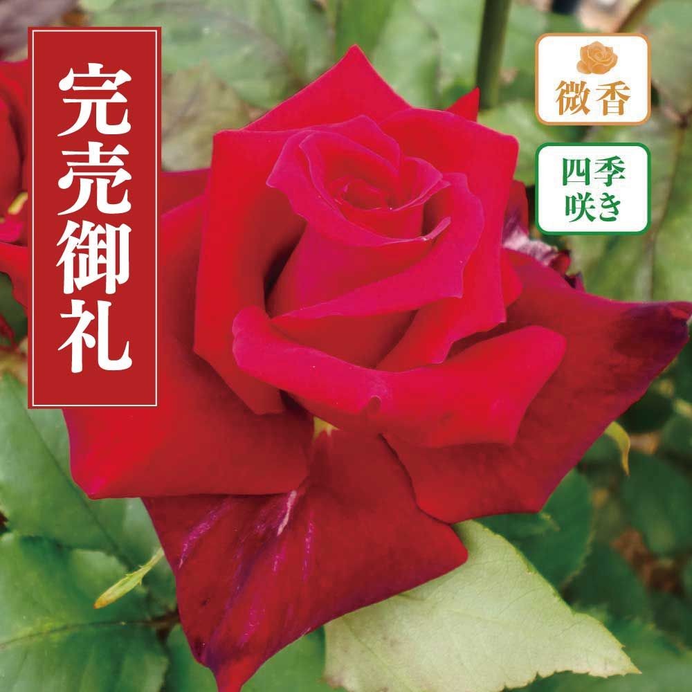 【店頭受取　予約商品】バラ苗 ローズ オオサカ