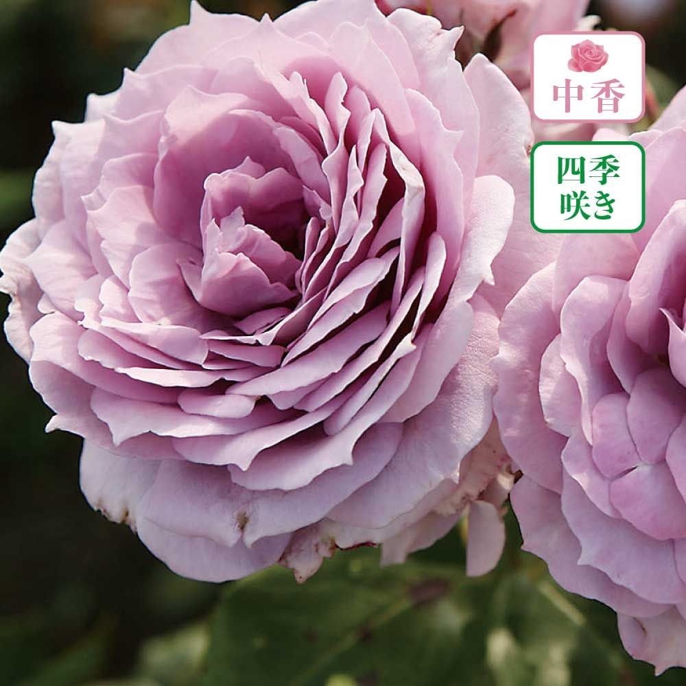 【店頭受取　予約商品】バラ苗 ノヴァーリス, ラベンダー, 6号鉢