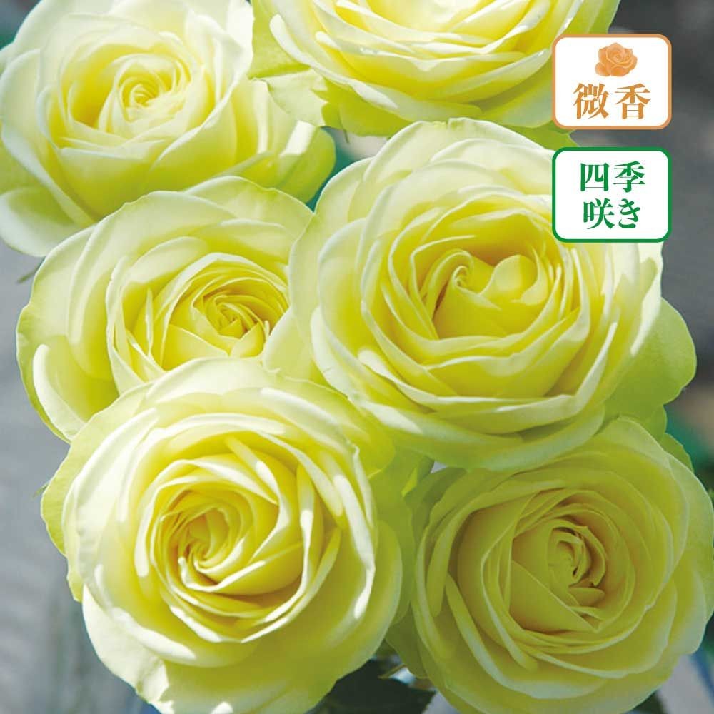 【店頭受取　予約商品】クリーミーエデン, クリーミーグリーン, 5〜6cm