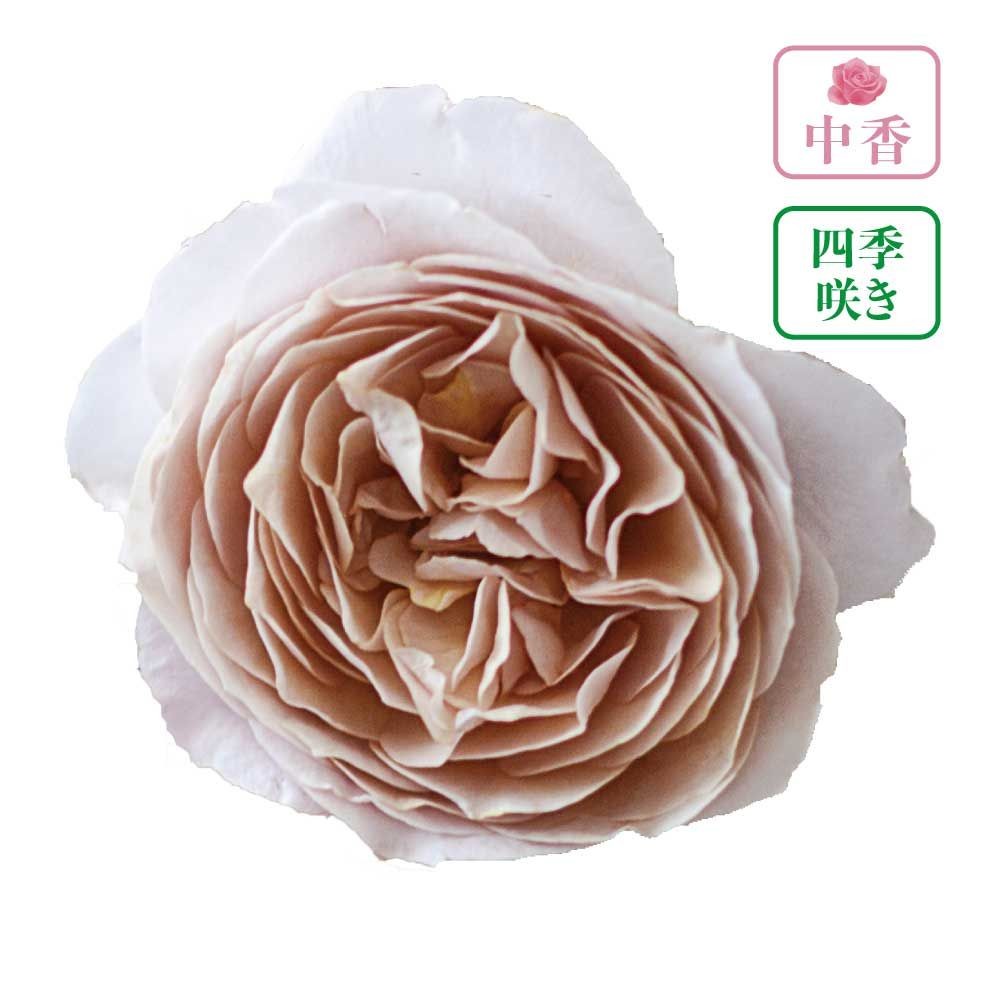 【店頭受取　予約商品】パニエ, くすんだピンク〜ブラウン, 7〜8cm