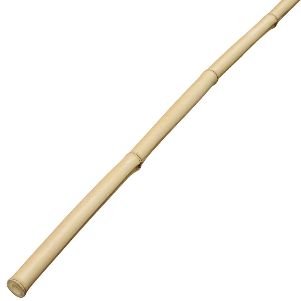 白竹（８分）約２．０ｍ, 8分, 2.0m