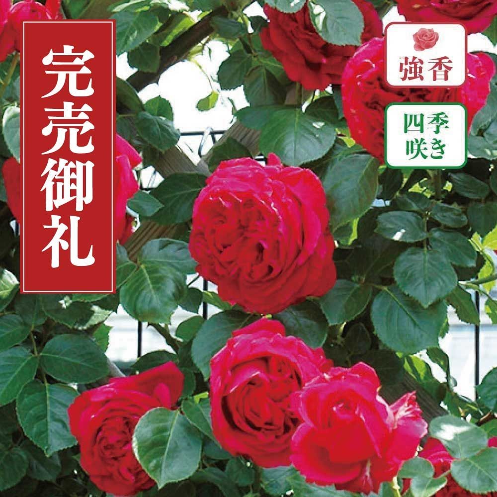 【店頭受取　予約商品】バラ苗 ルージュ ピエール ドゥ ロンサール