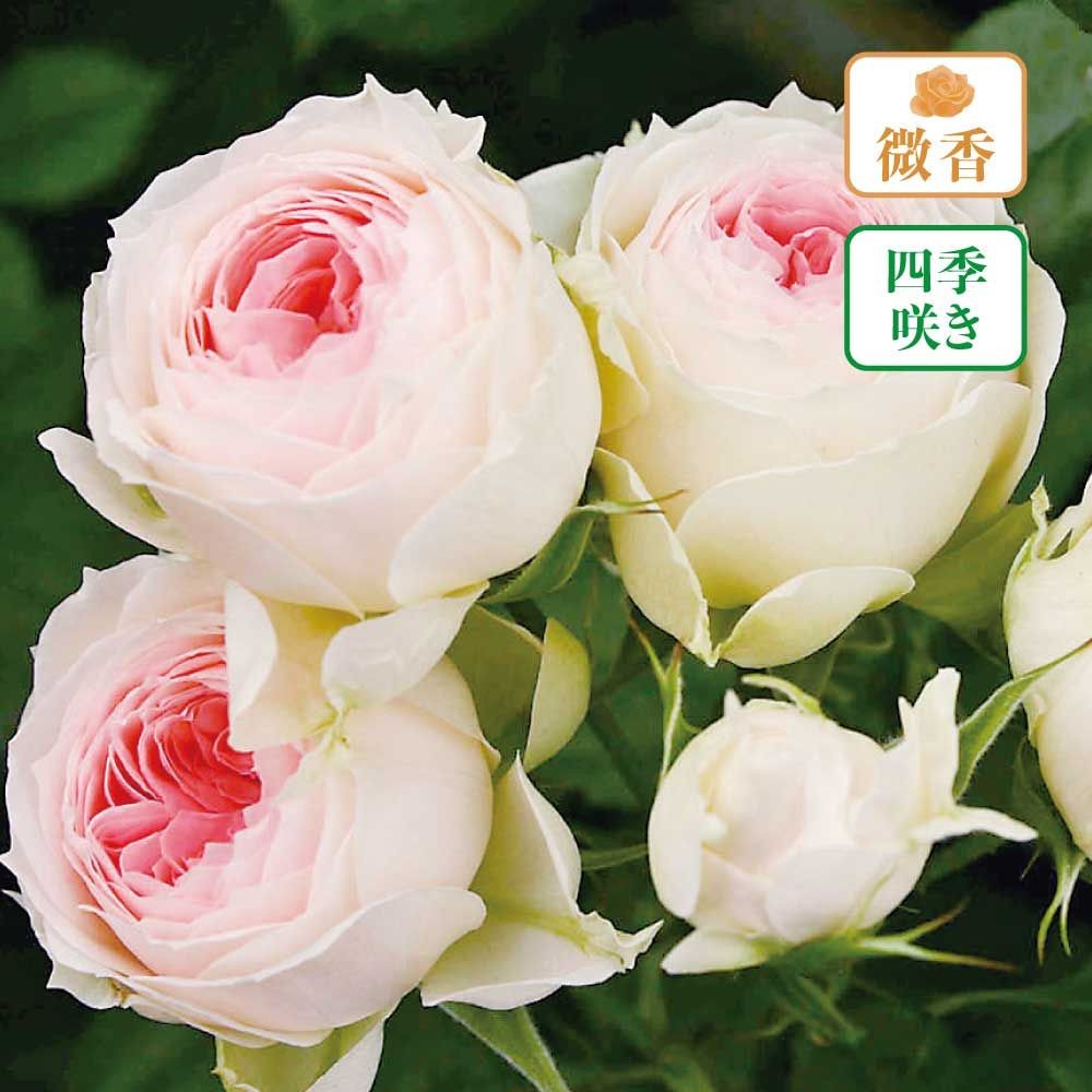 【店頭受取　予約商品】バラ苗 パシュミナ