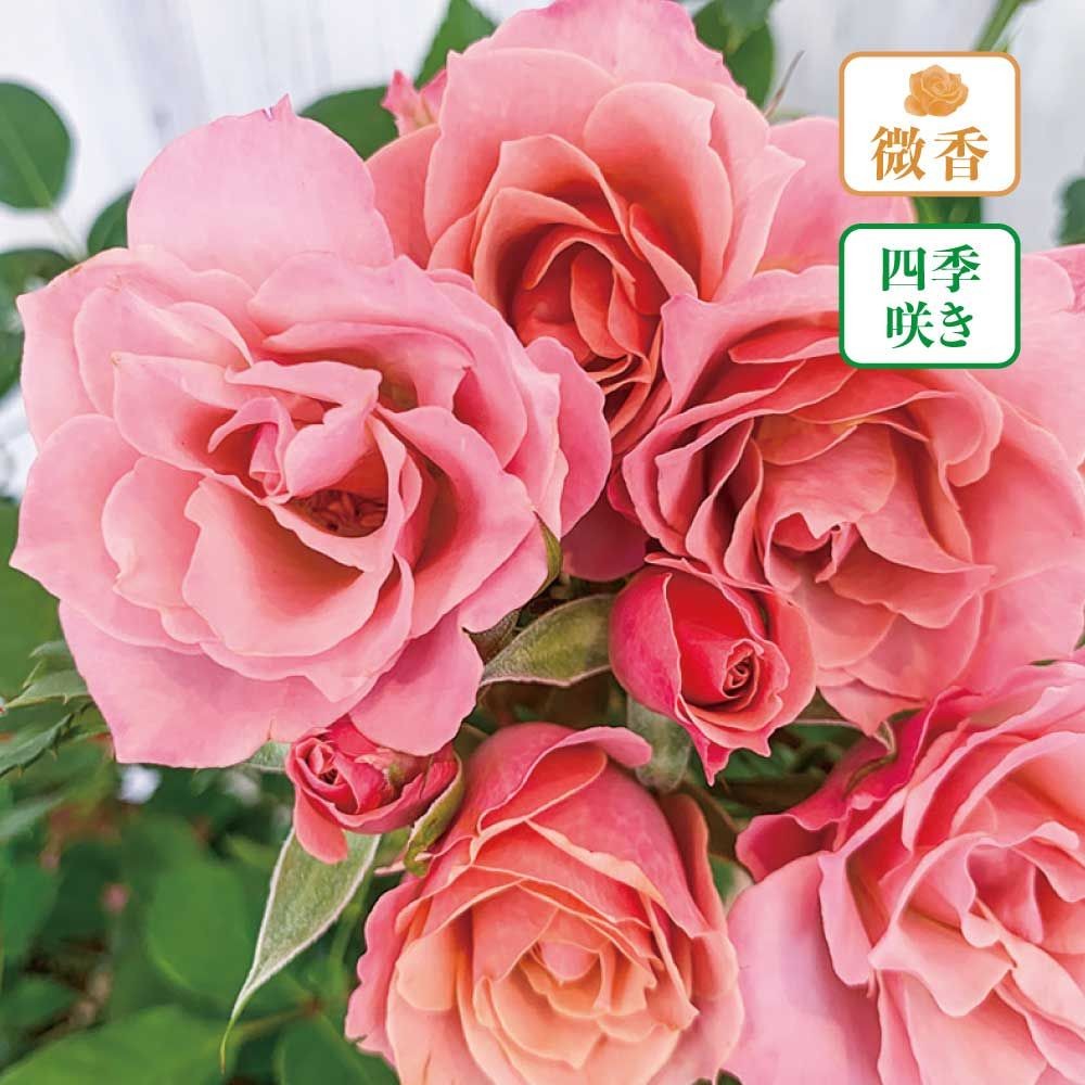 【店頭受取　予約商品】バラ苗 銘仙, ライラックピンク, 6号鉢