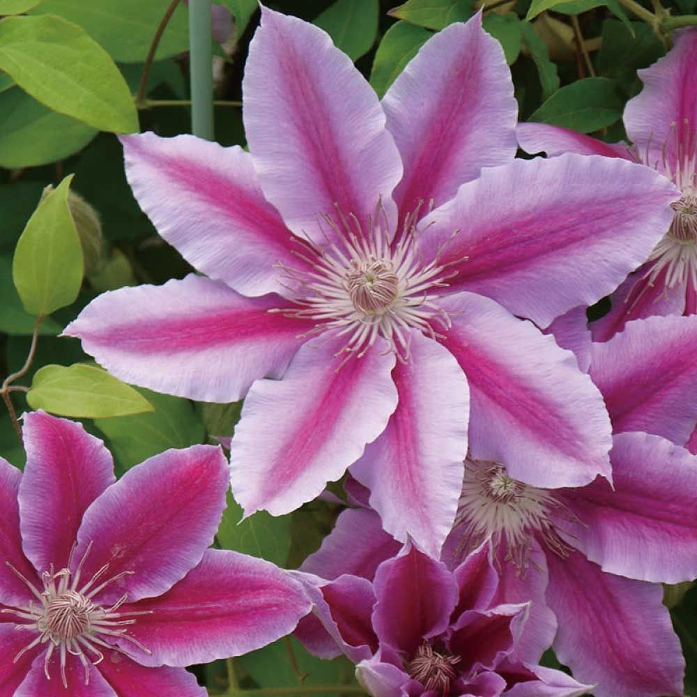 【店頭受取　予約商品】ドクター・ルッペル, 桃に濃桃中筋, 15〜20cm