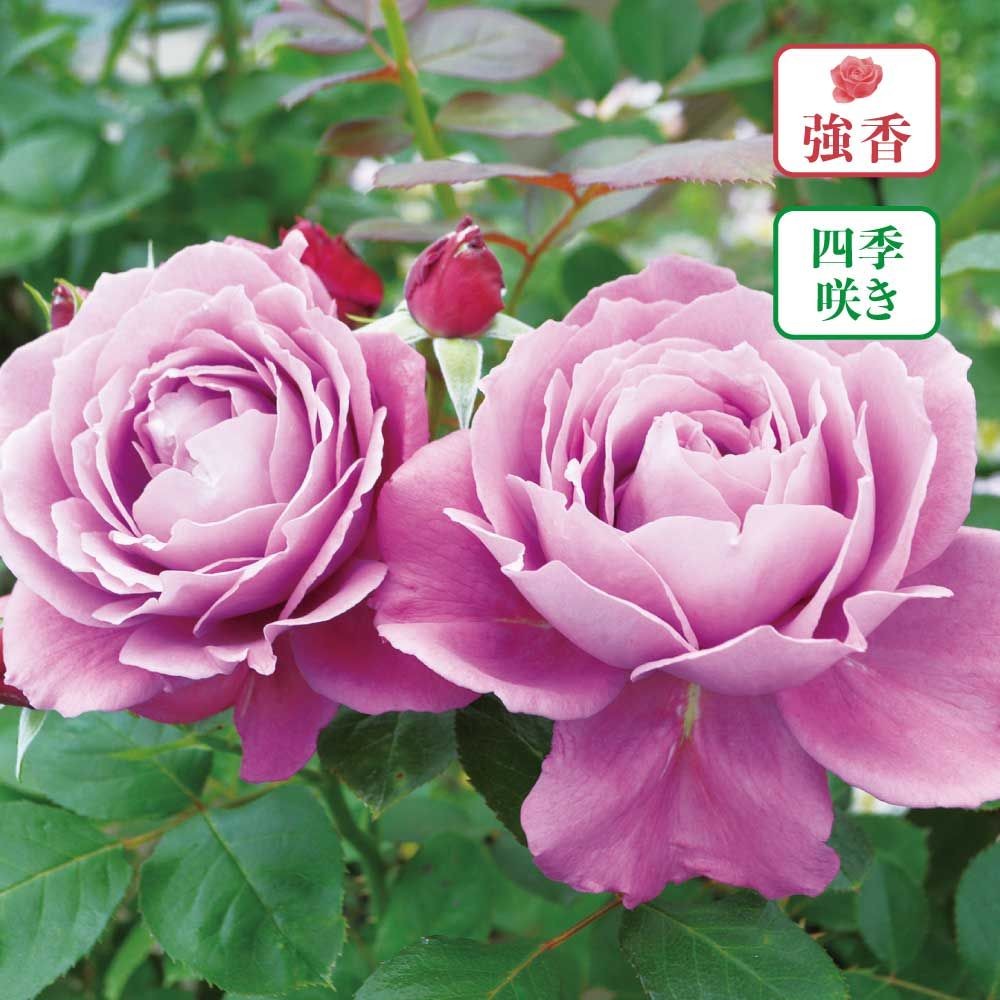 【店頭受取　予約商品】恋いづな, 赤みのある紫, 10cm