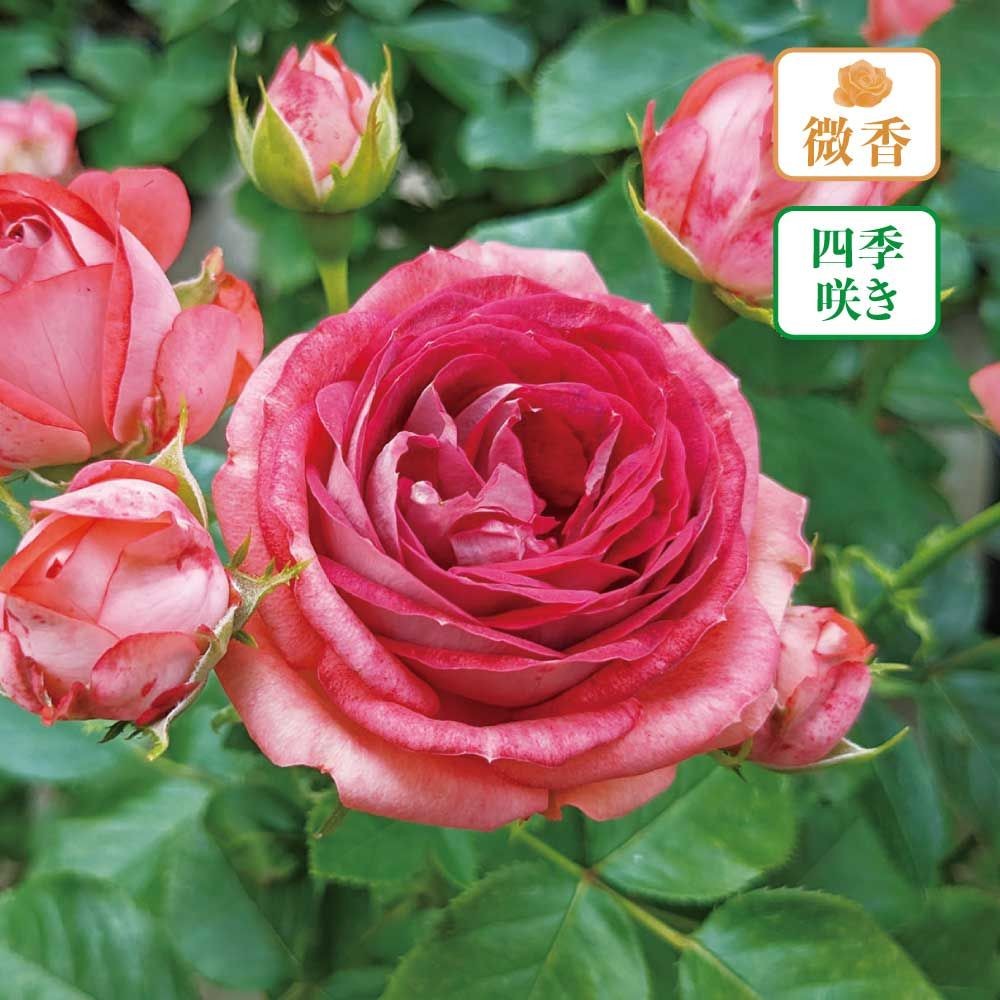 【店頭受取　予約商品】ストロベリーミスト, テラコッタレッド裏弁白, 4〜5cm