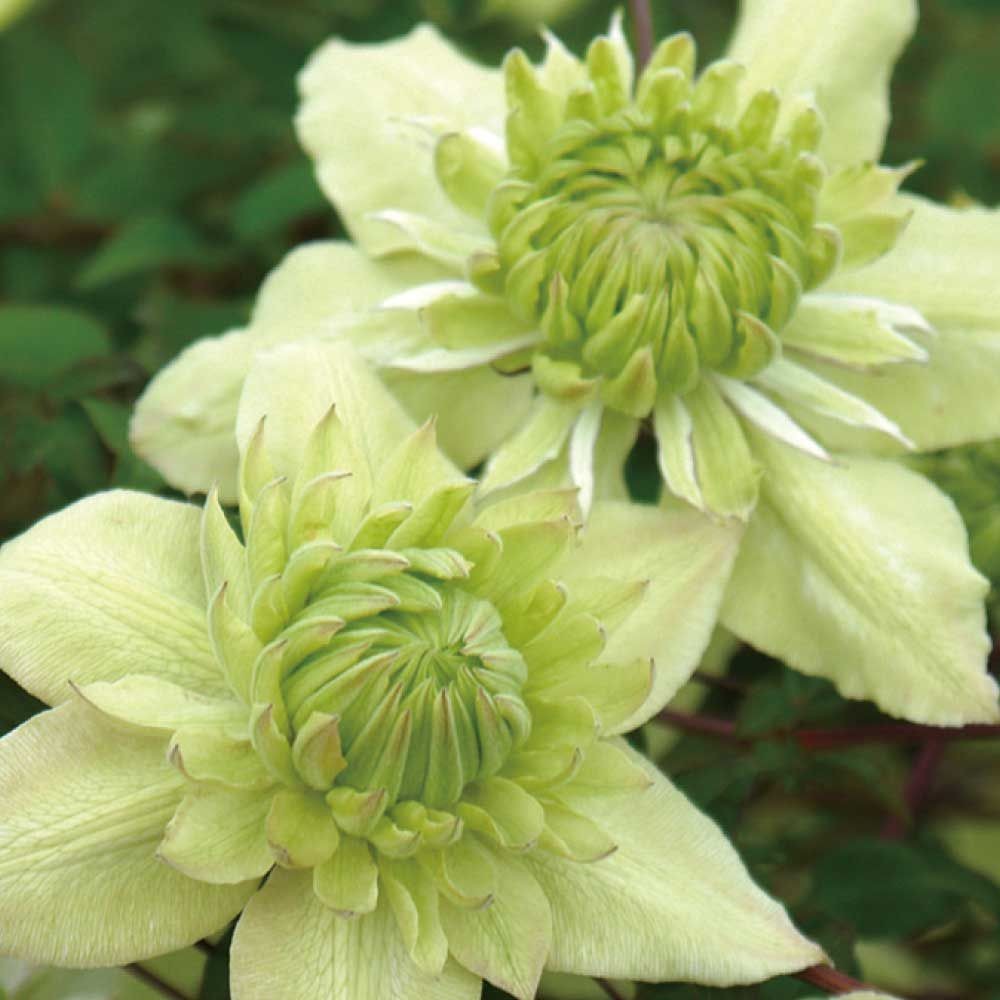 【店頭受取　予約商品】白万重, 白, 5〜10cm