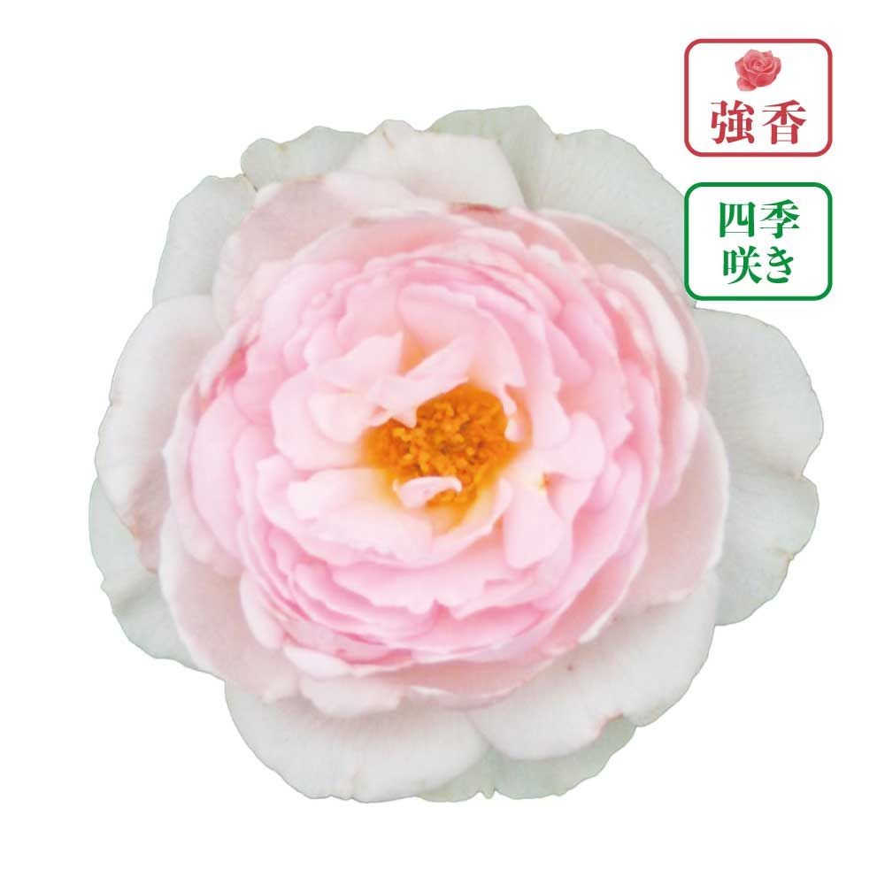 【店頭受取　予約商品】バラ苗 ヴィンテージドルチェ, ピンク, 6号鉢