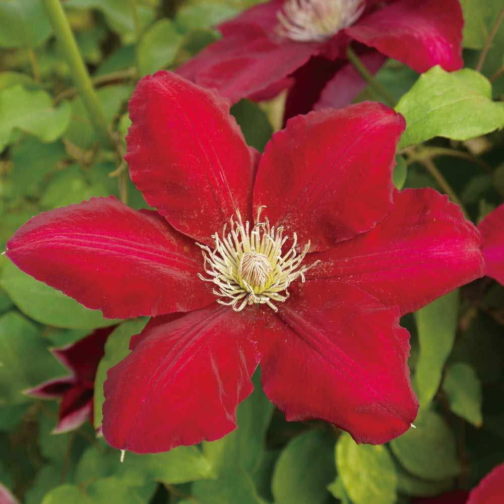 【店頭受取　予約商品】クレマチス苗 レベッカ, 赤, 4号鉢