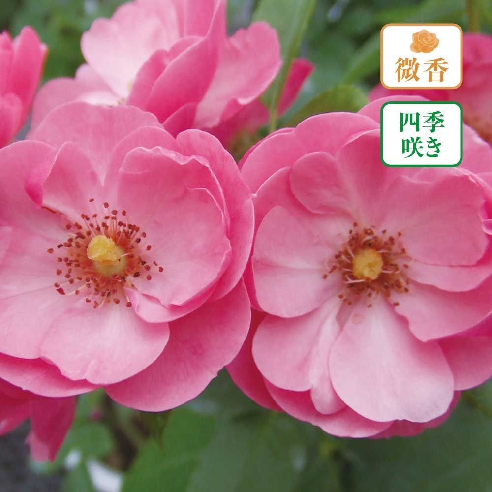 【店頭受取　予約商品】バラ苗 アンジェラ, ピンク, 6号鉢