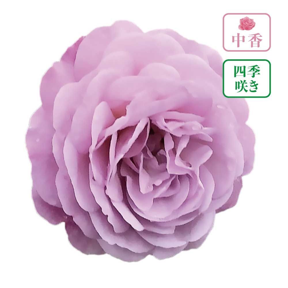 【店頭受取　予約商品】あいの風, ラベンダーピンク, 8cm