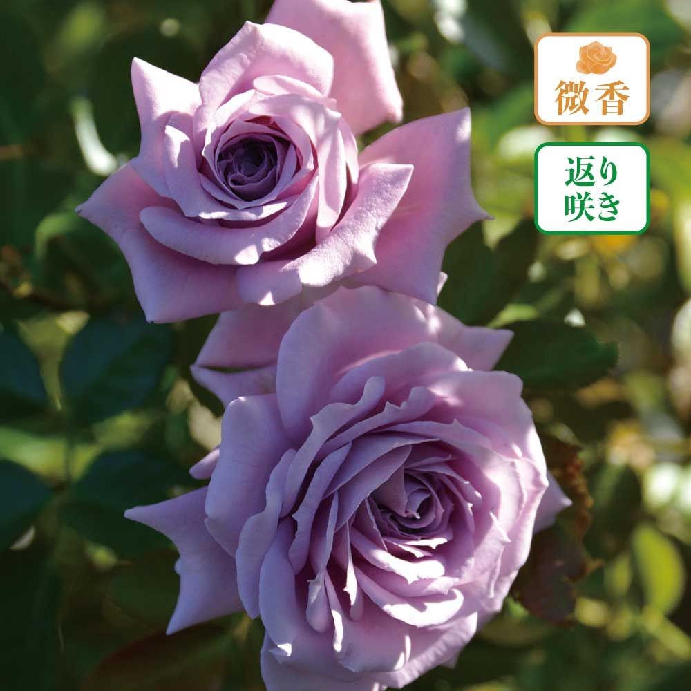 【店頭受取　予約商品】リリエンタール, 藤色, 6〜8cm