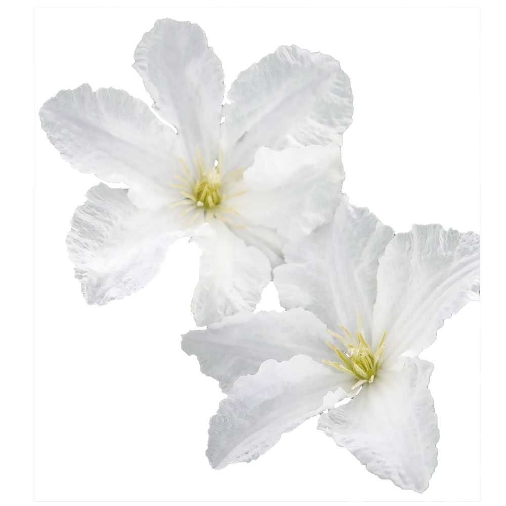 【店頭受取　予約商品】プリンス・ジョージ, 白, 8〜10cm