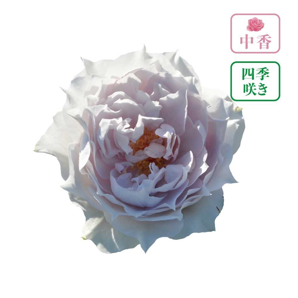 【店頭受取　予約商品】ザ　セレスティアル, 淡い藤色, 6〜8cm