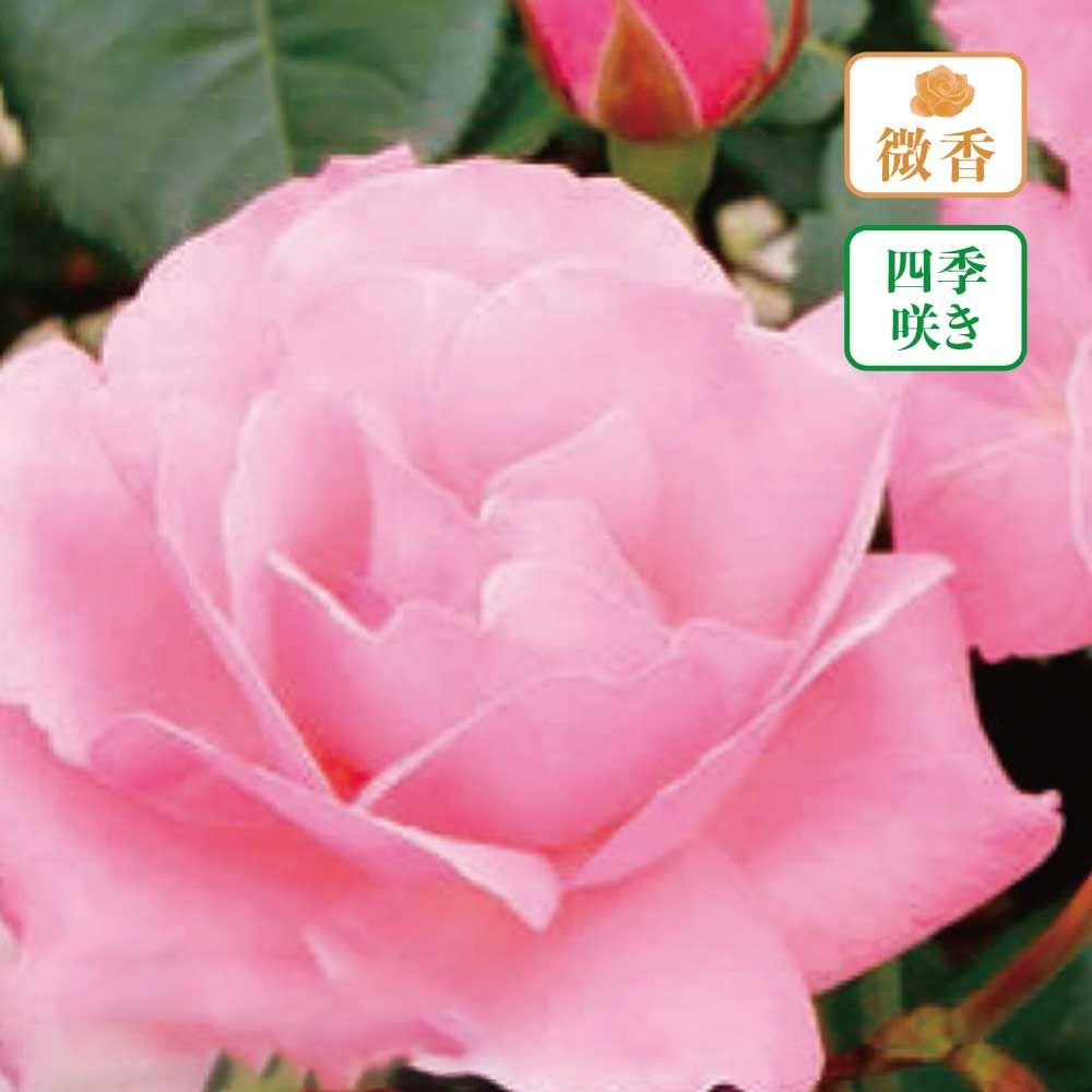 【店頭受取　予約商品】クィーンエリザベス, 澄んだピンク, 10〜11cm