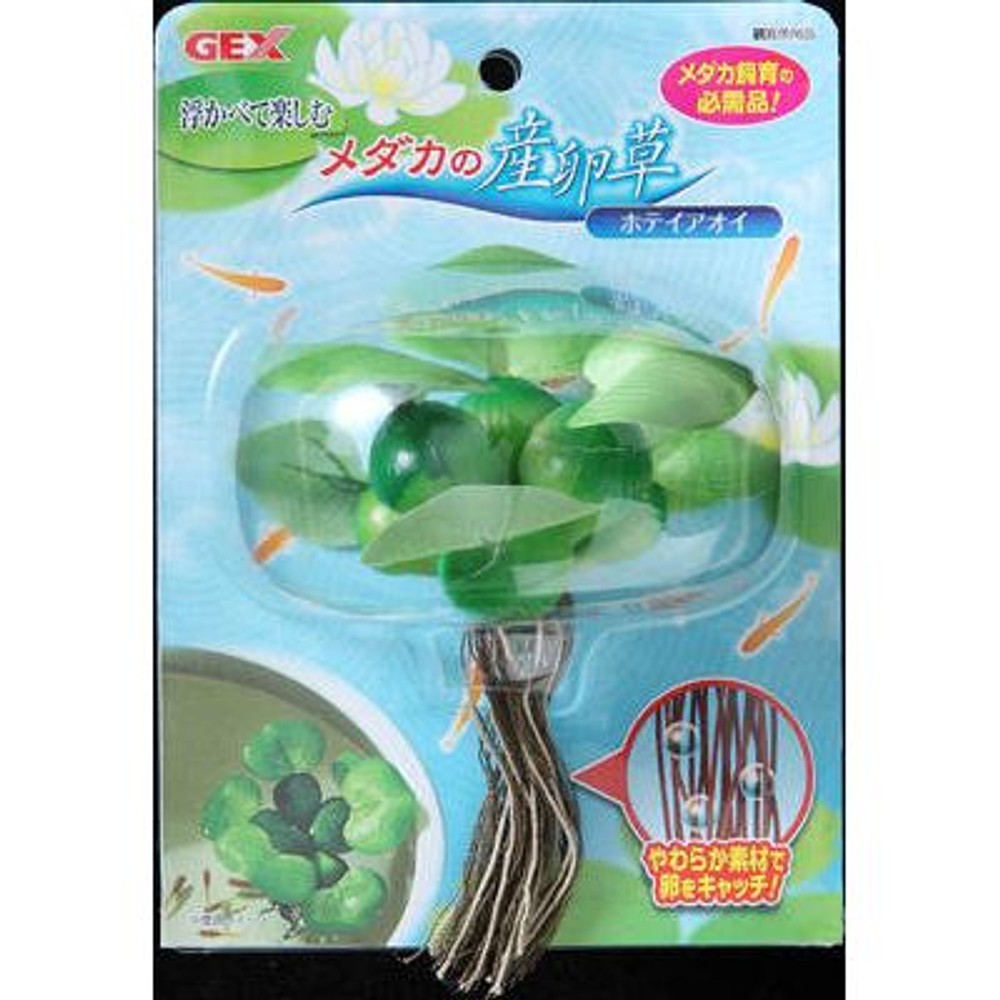 メダカの産卵草　ホテイアオイ, -, -