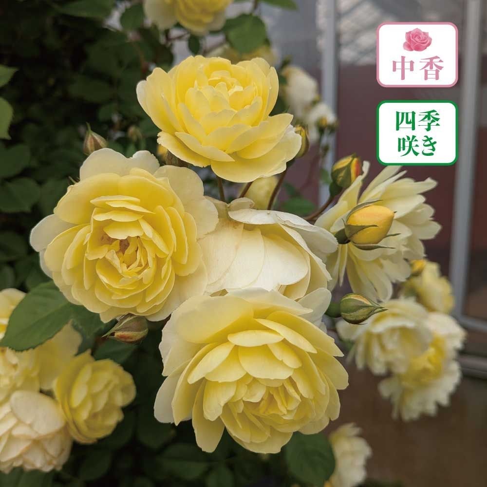 【店頭受取　予約商品】バラ苗 レモン　シルエッタ