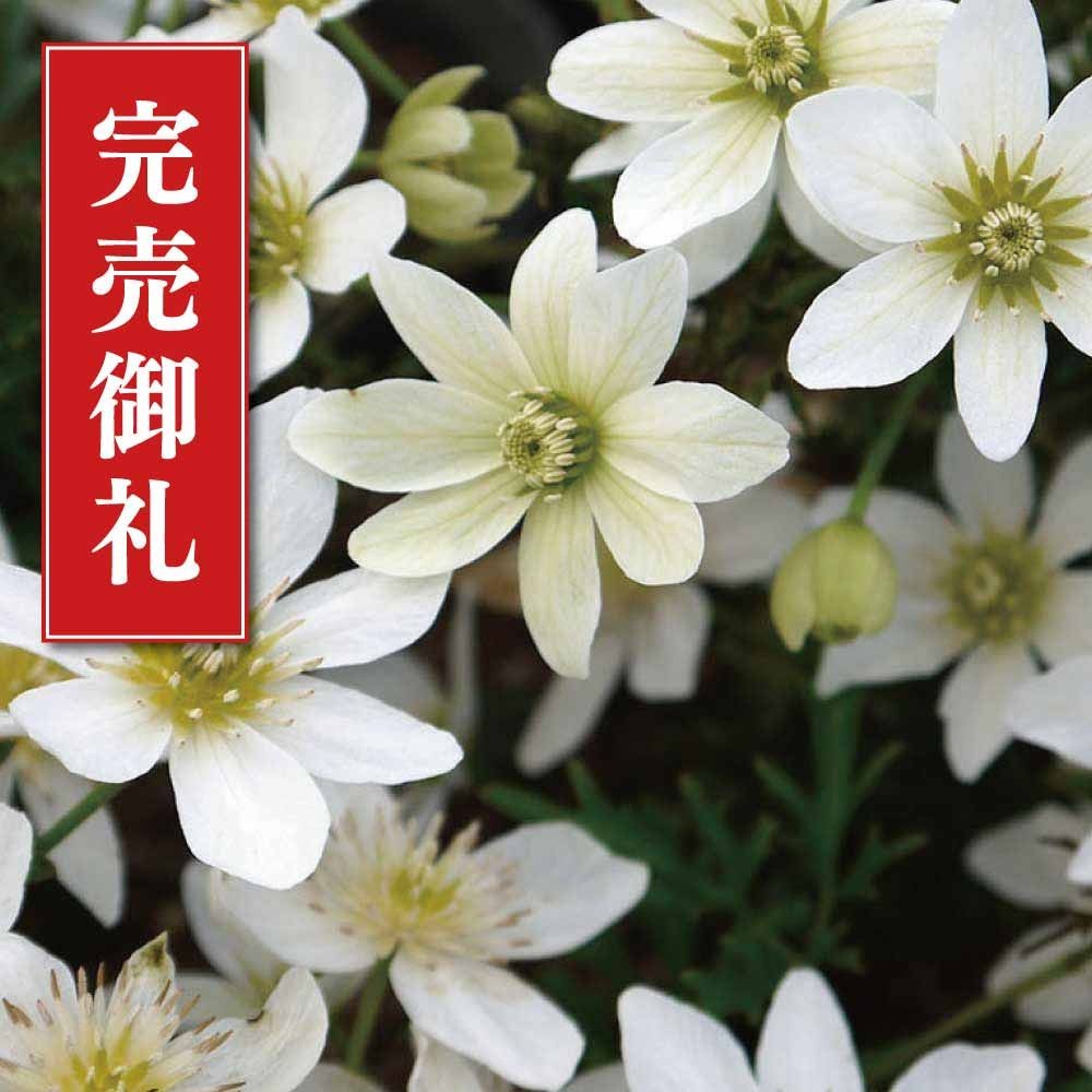 【店頭受取　予約商品】クレマチス苗 カートマニー・ジョー