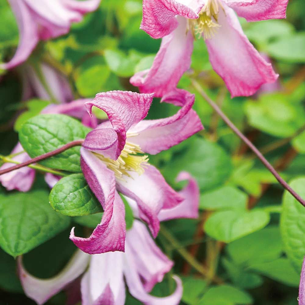 【店頭受取　予約商品】踊場, 桃, 2.5〜3cm