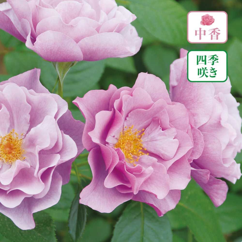 【店頭受取　予約商品】紫の上, 藤色, 6〜8cm